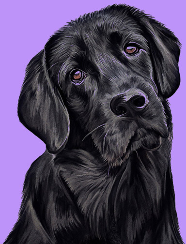 Trimmed Dog